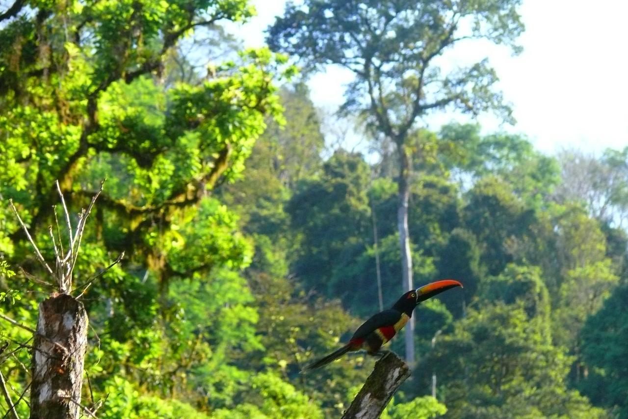 Rafiki Safari Lodge Savegre 객실 사진